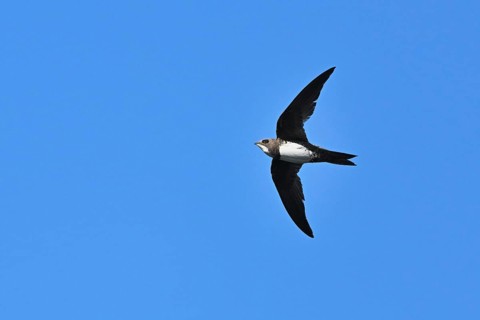 Alpine swift