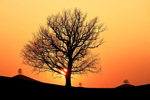 Silhouettes of an oak tree