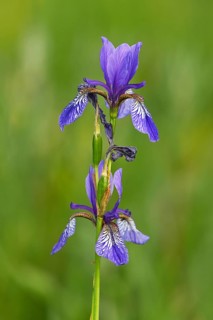 Siberian iris