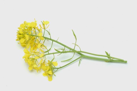 Medicinal plant White mustard