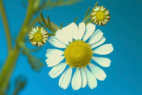 Medicinal plant Chamomile