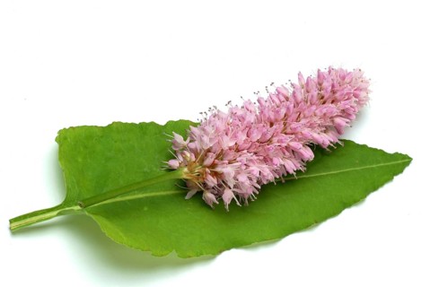 Medicinal plant Meadow knotweed
