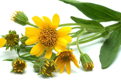 Arnica