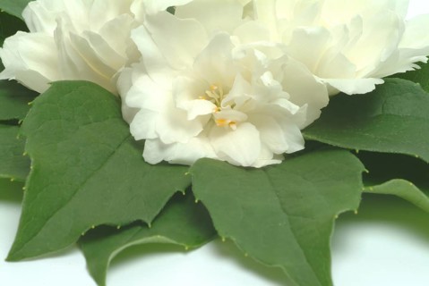 True common jasmine