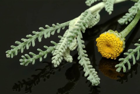 Medicinal plant Holy herb