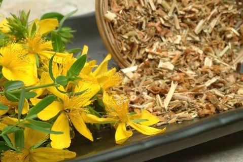 Medicinal plant St. John's wort