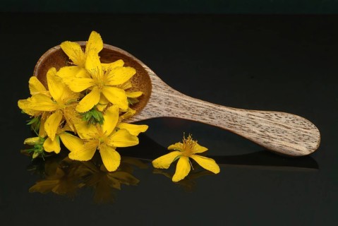 Medicinal plant St. John's wort