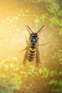 Common wasp