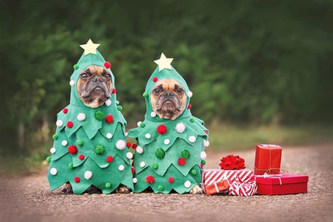 Dogs in Christmas costumes. Two French Bulldogs dresses up as funny Christmas trees with baubles next to red gift boxes