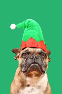 Cute French Bulldog dog dressed up with Christmas elf costume hat in front of green background