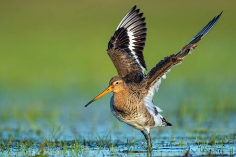 Black-tailed Godwit