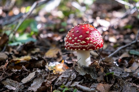 Fly agaric
