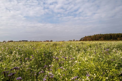 Deep view over a colourful flower meadow with a small settlement and a forest in the background. The autumn sun shines from the slightly cloudy sky