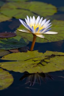 Water lily