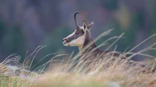 Chamois