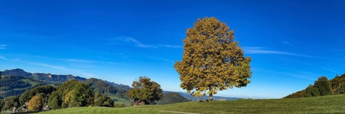 Small-leaved lime