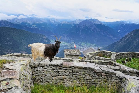 A Valais black-necked domestic goat