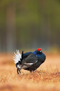 Black grouse