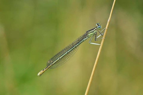White-legged damselfly