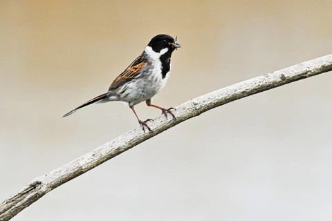 Reed Bunting