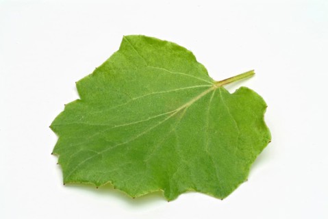 Coltsfoot
