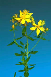 Medicinal plant St. John's wort