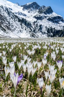 Meadow full of white and purple crocuses