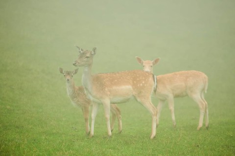 Damhirsch