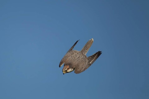 Lanner falcon