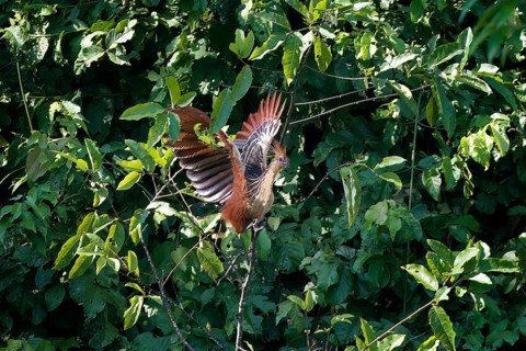 Hoatzin