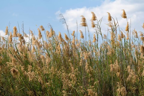 Common reed