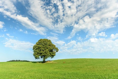 Lone basswood tree on a hill in the landscape. Jura