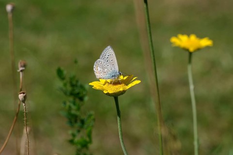 Common blue butterfly