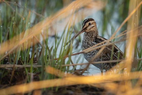 Common Snipe