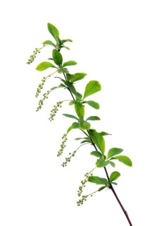 Korean barberry Rubin