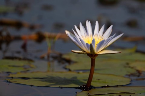 Water lily