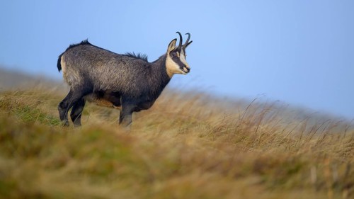 Chamois