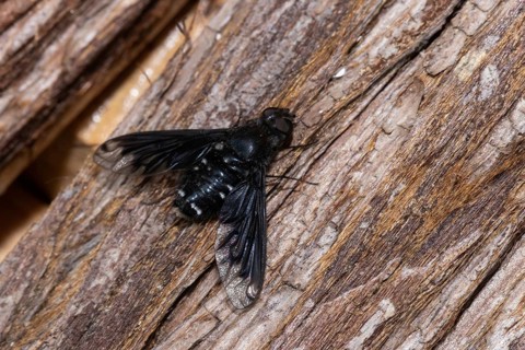 Mourning hoverer with open wings sitting on tree trunk looking right