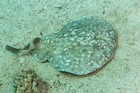 Leopard torpedo
