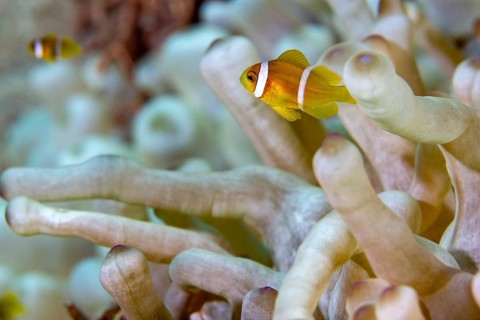 Red sea clownfish