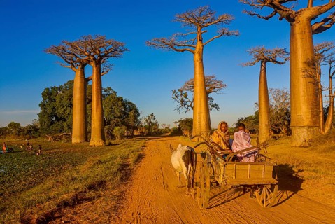 Ox cart at the Avenue de Baobabs near Morondavia