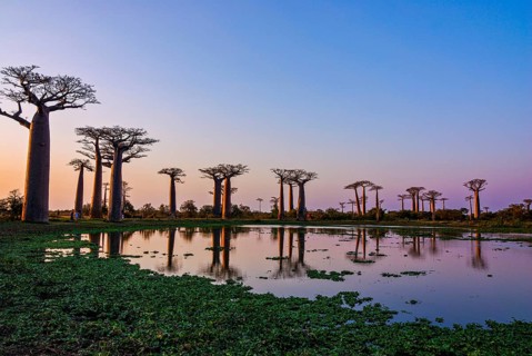 Lake reflecting the Avenue de Baobabs at sunrise