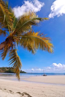 Single palm tree on the beach of Andilana