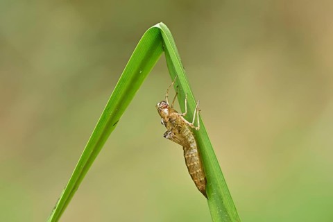 Dragonfly larva