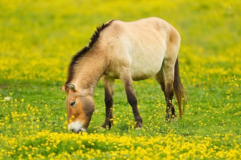 Przewalski's horse