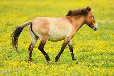 Przewalski's horse