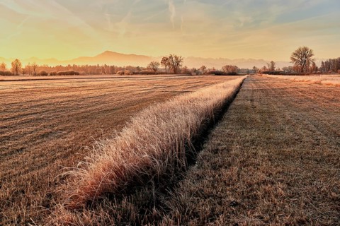 Reeds at sunrise behind Rigi