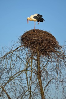 White stork