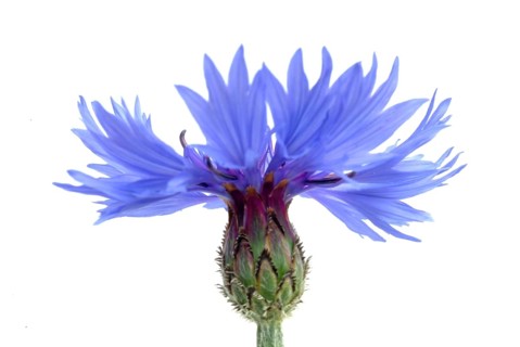 Cornflower