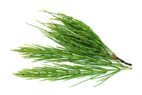 Field horsetail